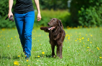 bien promener son chien