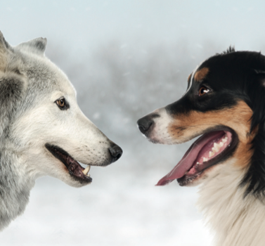 Le loup ancêtre du chien ?