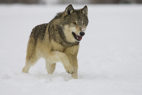 Origines du chien : les premiers chiens ont-ils été des loups adoptés ? 