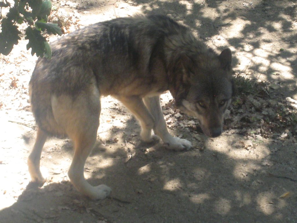 loup méfiant...