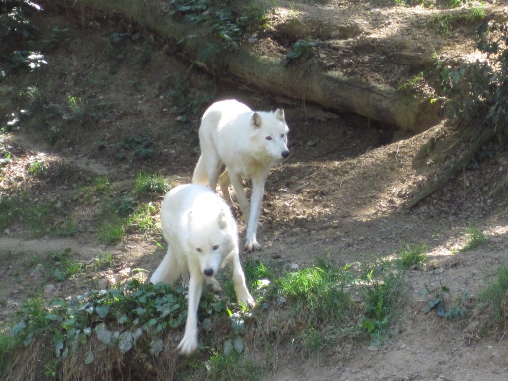 Origines du chien : des loups de compagnie ?