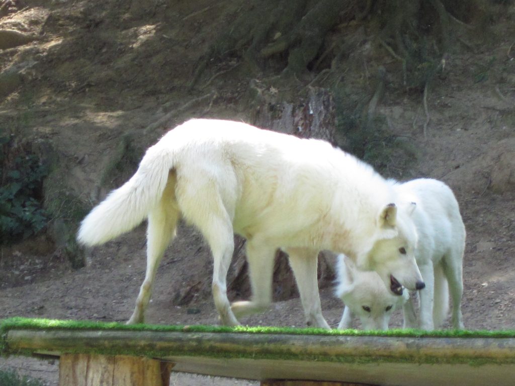 Les origines du chien : un loup en secret ? 