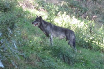 le loup et le chien, une seule espèce ?