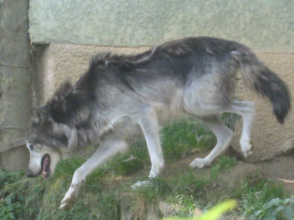 ce loup est-il vraiment de la même espèce que votre chien de compagnie ? 