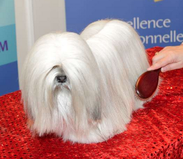 Chien d'exposition à poil long