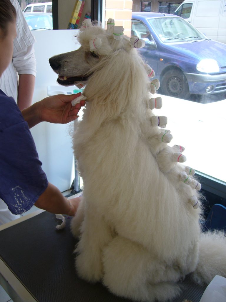 chien « en papillotes »