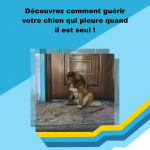 Guide, découvrez comment guérir votre chien qui pleure quand il est seul !