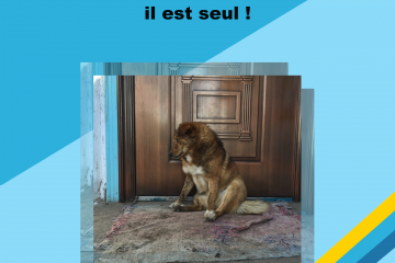 Guide, découvrez comment guérir votre chien qui pleure quand il est seul !