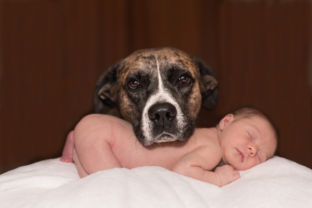 Chien et bébé