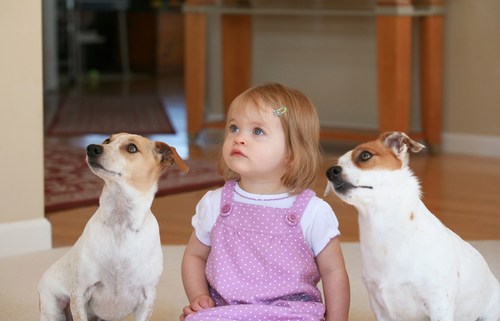 chiens entourant petite fille