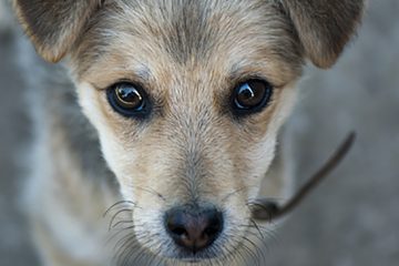 Les yeux du chien