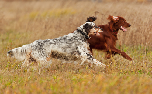 chiens de chasse