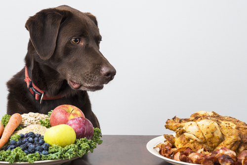 Chien lorgnant sur un poulet dans une assiette