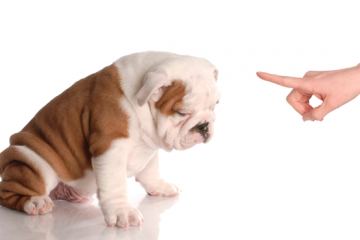 chien dominé par son maître