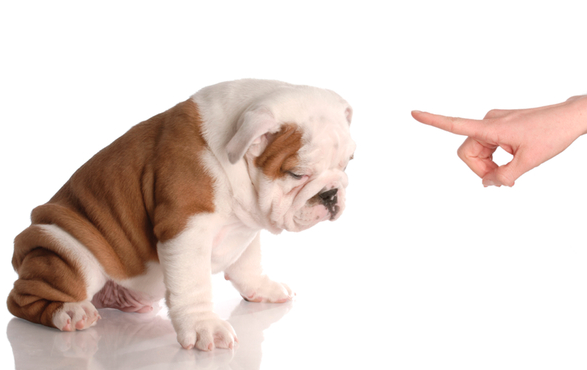 chien dominé par son maître