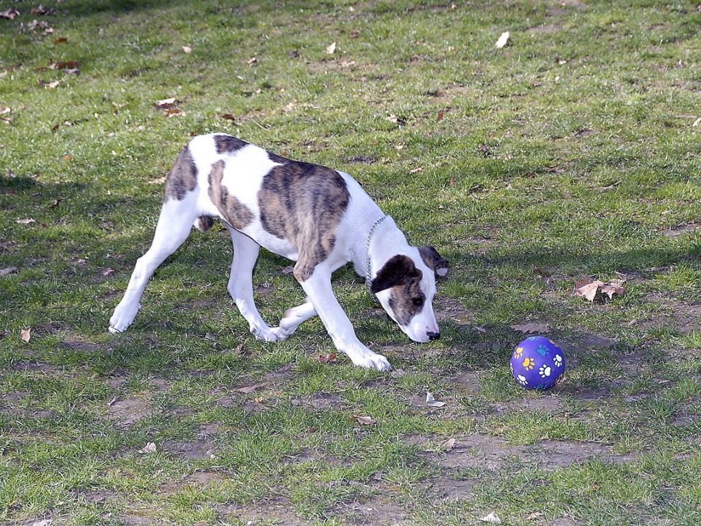 Chien et sa balle