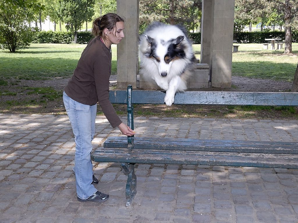 Chien sautant par dessus un banc