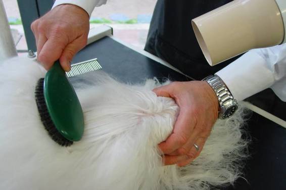 Brosse de qualité à poils de sanglier, à privilégier pour les brushings.