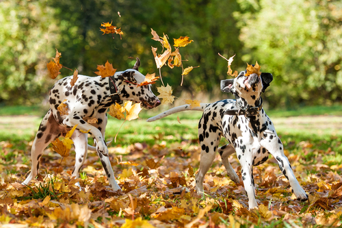 Chiens s’ébattant à leur guise