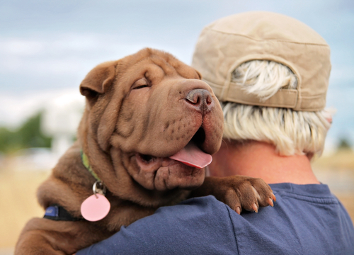 chien heureux