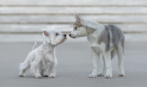 Rencontre entre 2 chiens