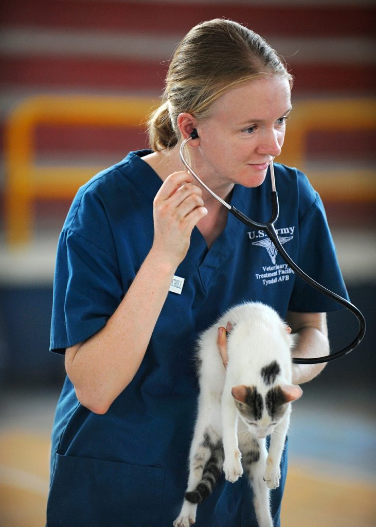 vétérinaire chaton