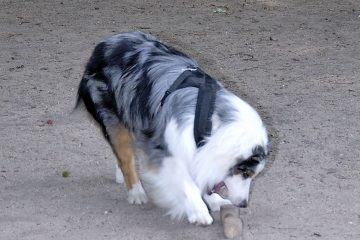 Chien qui détruit un objet