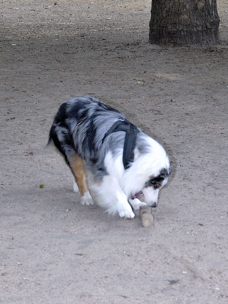 Chien qui détruit un objet