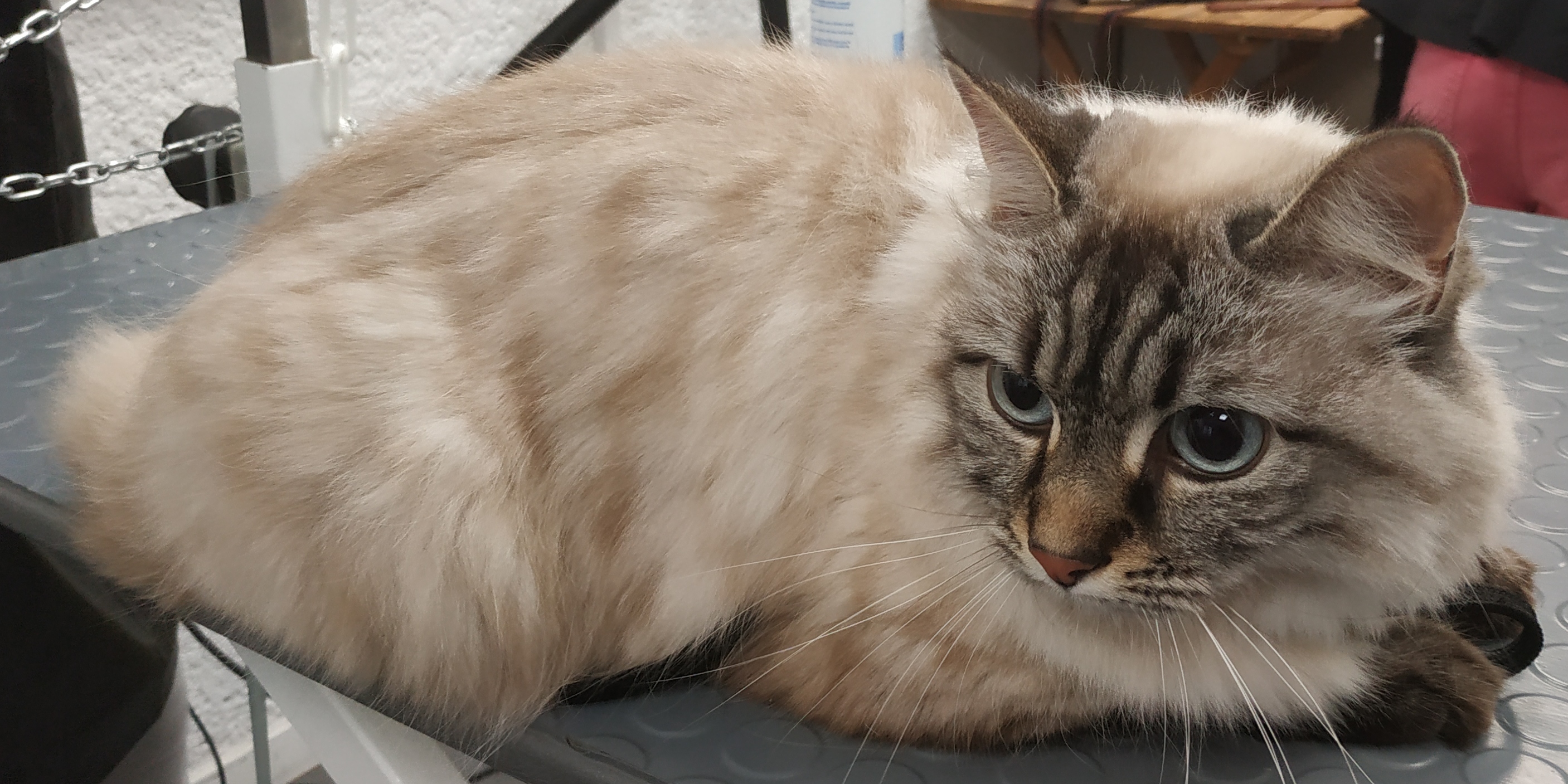 Il faut toiletter son chat, qu’il soit à poil court ou long