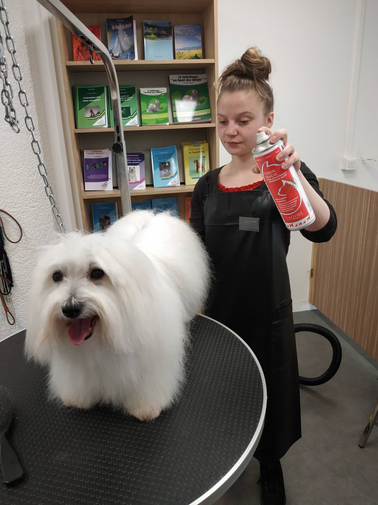 Entretenir son chien, le bons produits : il vaut mieux mettre le produit d'abord sur la brosse que directement sur le poil