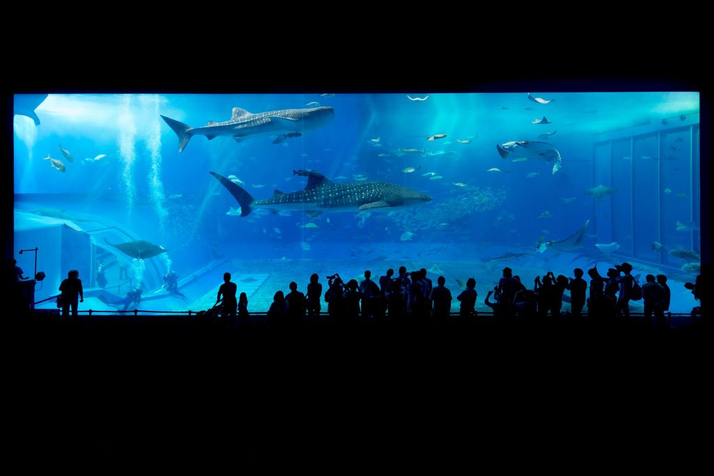 Aquarium Okinawa requins baleines