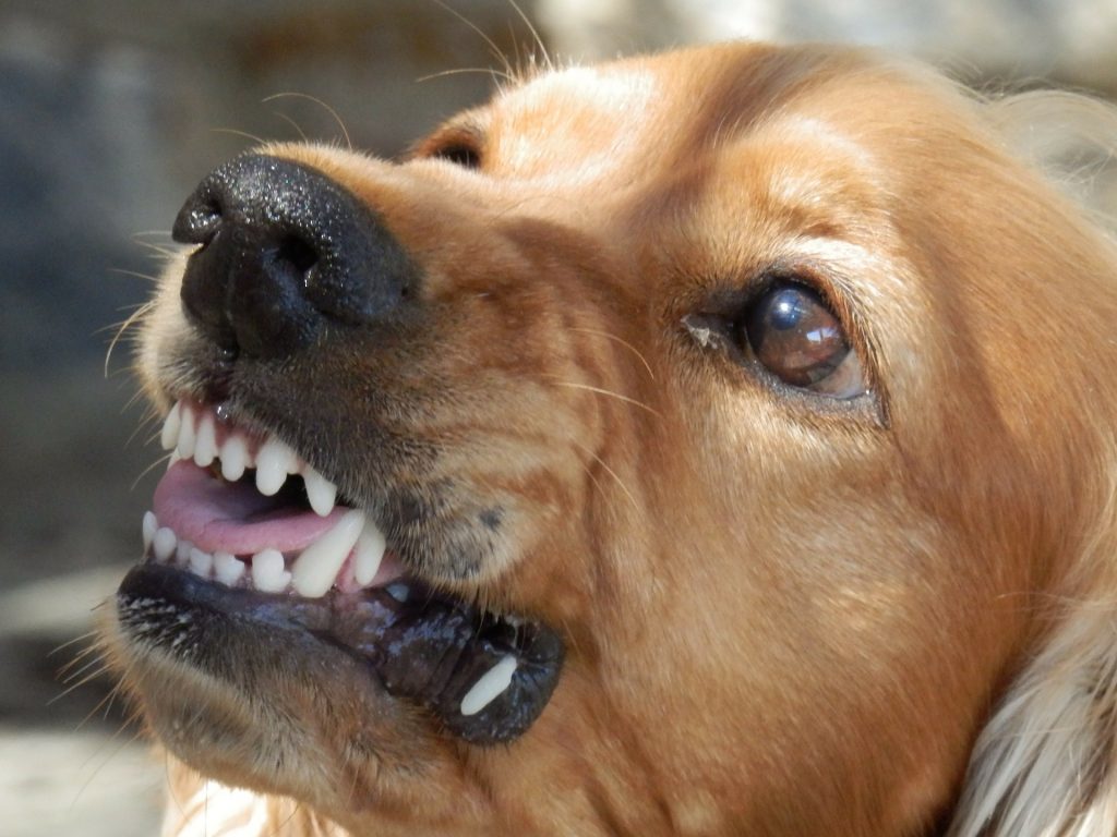 Un chien agressif montre les dents