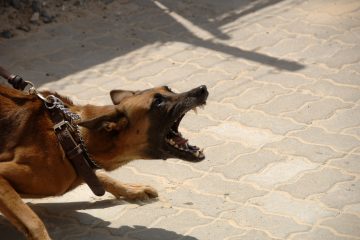 Chien agressif et menaçant