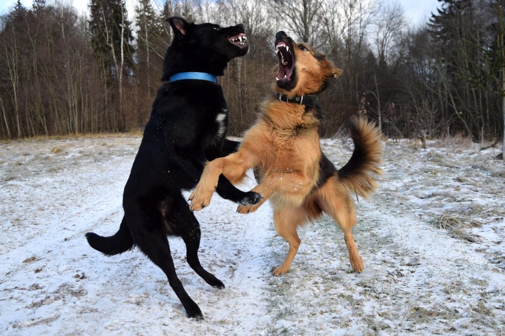 Deux chiens miment un combat