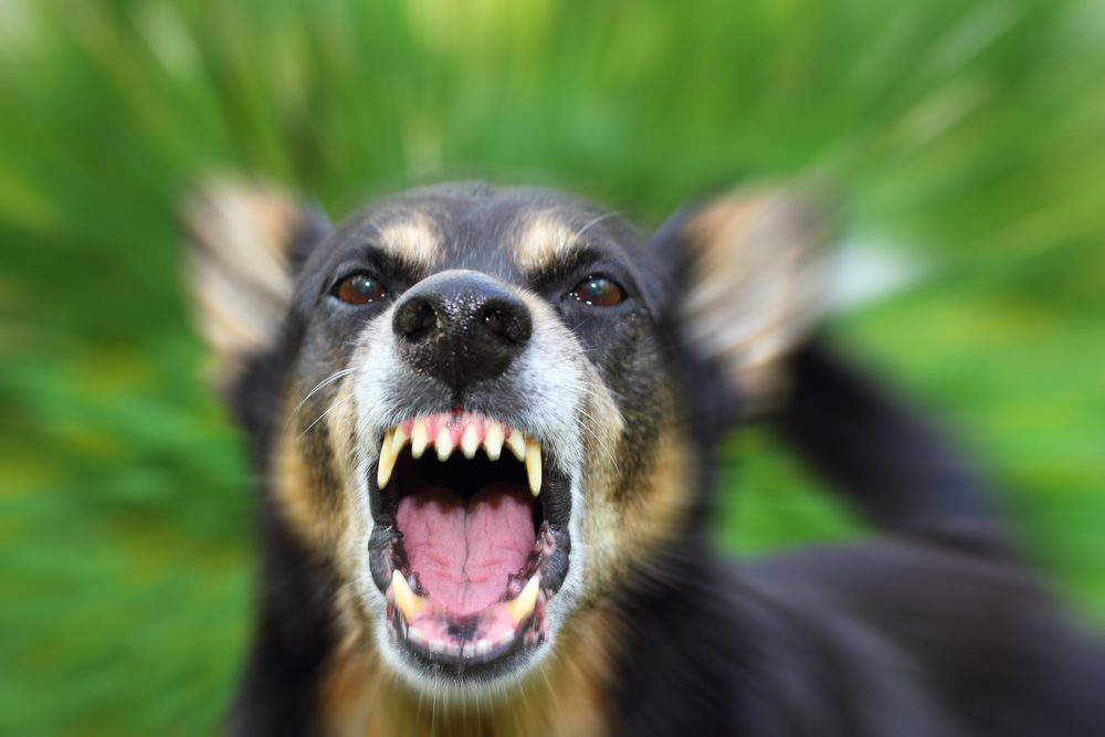 Un chien agressif en pleine phase de menace