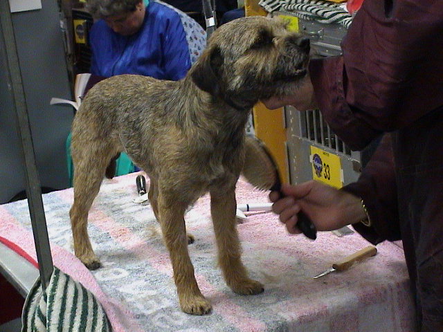 Epilation du chien : du bout du nez au bout des pattes