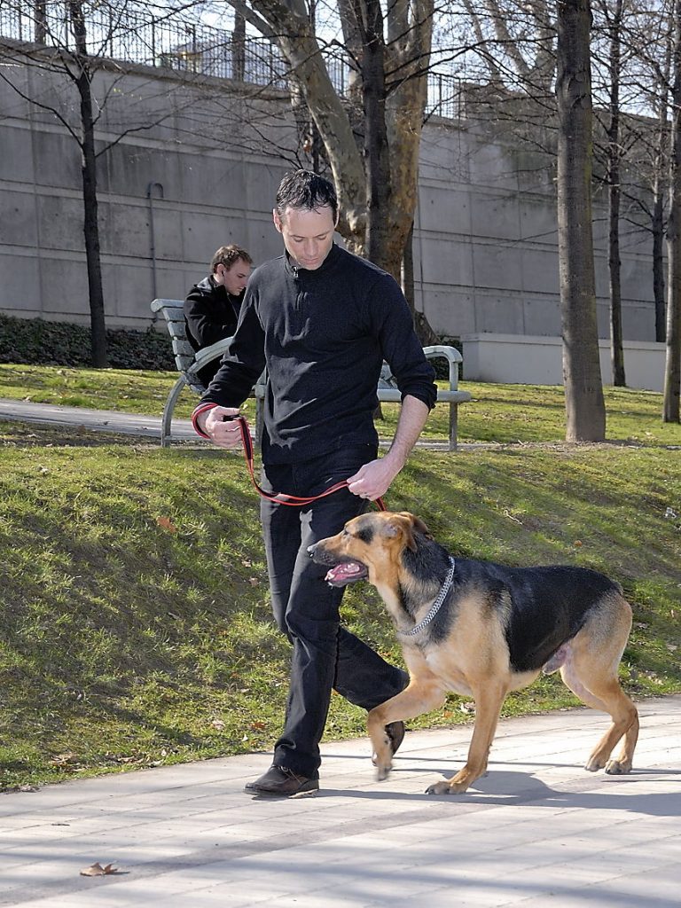 Le chien ne doit avoir qu’un seul maître dans la famille : vrai ou faux ?