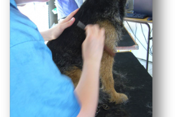 Epilation du chien : apprendre le geste juste !