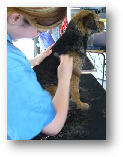 Epilation du chien : apprendre le geste juste !