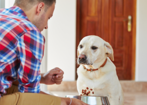 Information sur le chien : nous, humains, n’avons pas besoin d’esclaves, et les chiens n’ont pas besoin de maîtres