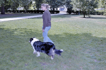 Apprendre le rappel à son chien permet de marcher sans laisse !