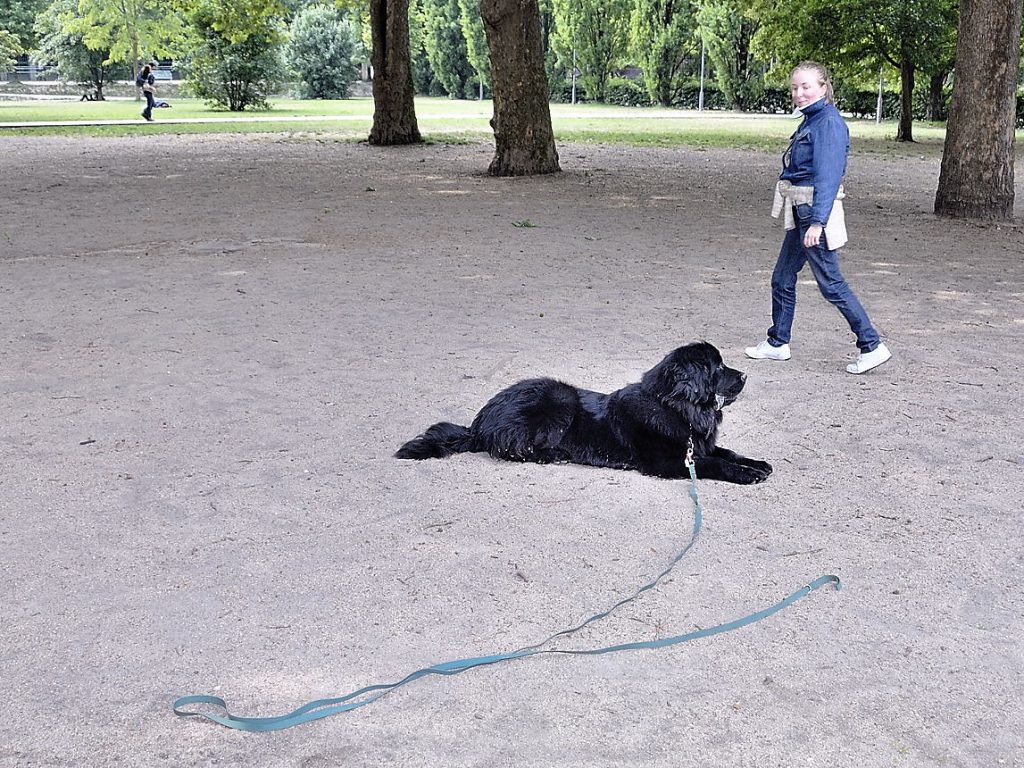 Apprendre le rappel à son chien : exercice préparatoire !