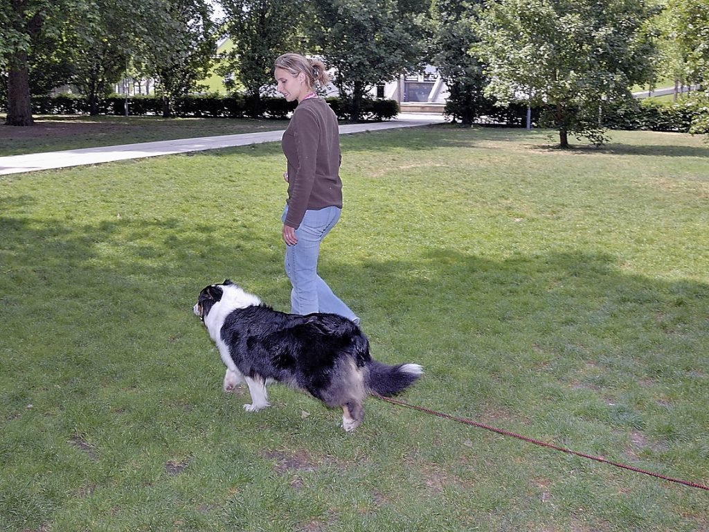 Apprendre le rappel à son chien et initiation à la marche sans laisse