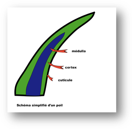 Entretenir son Bobtail : schéma du poil